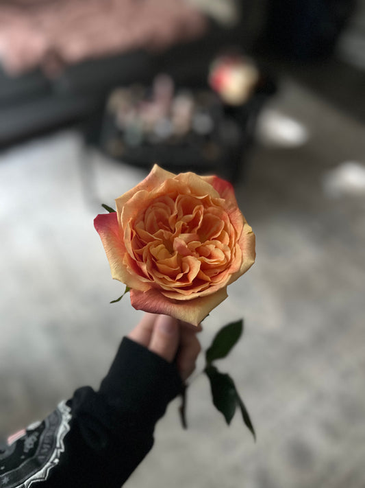 Rosez r Red